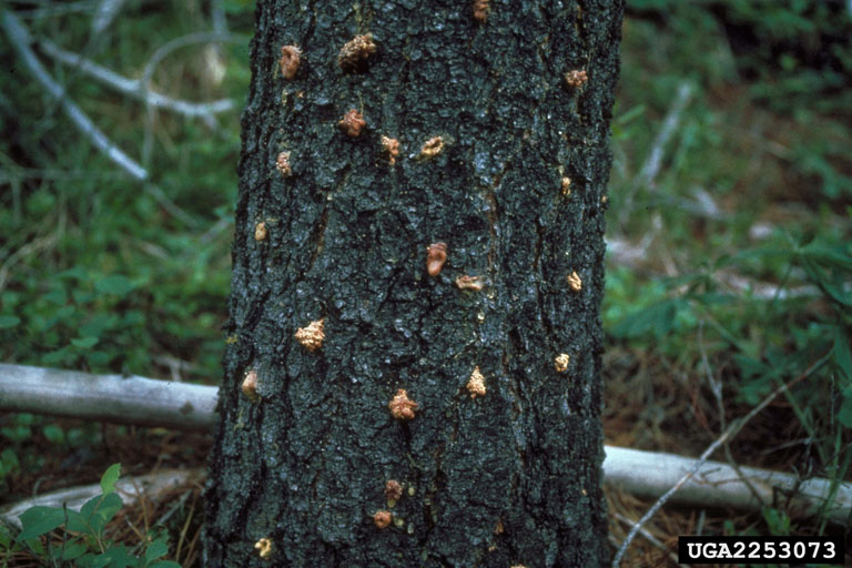 Bark Beetle Damage and Prevention