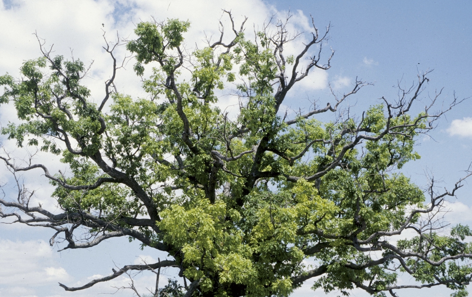 Recognizing and Preventing Tree Dieback