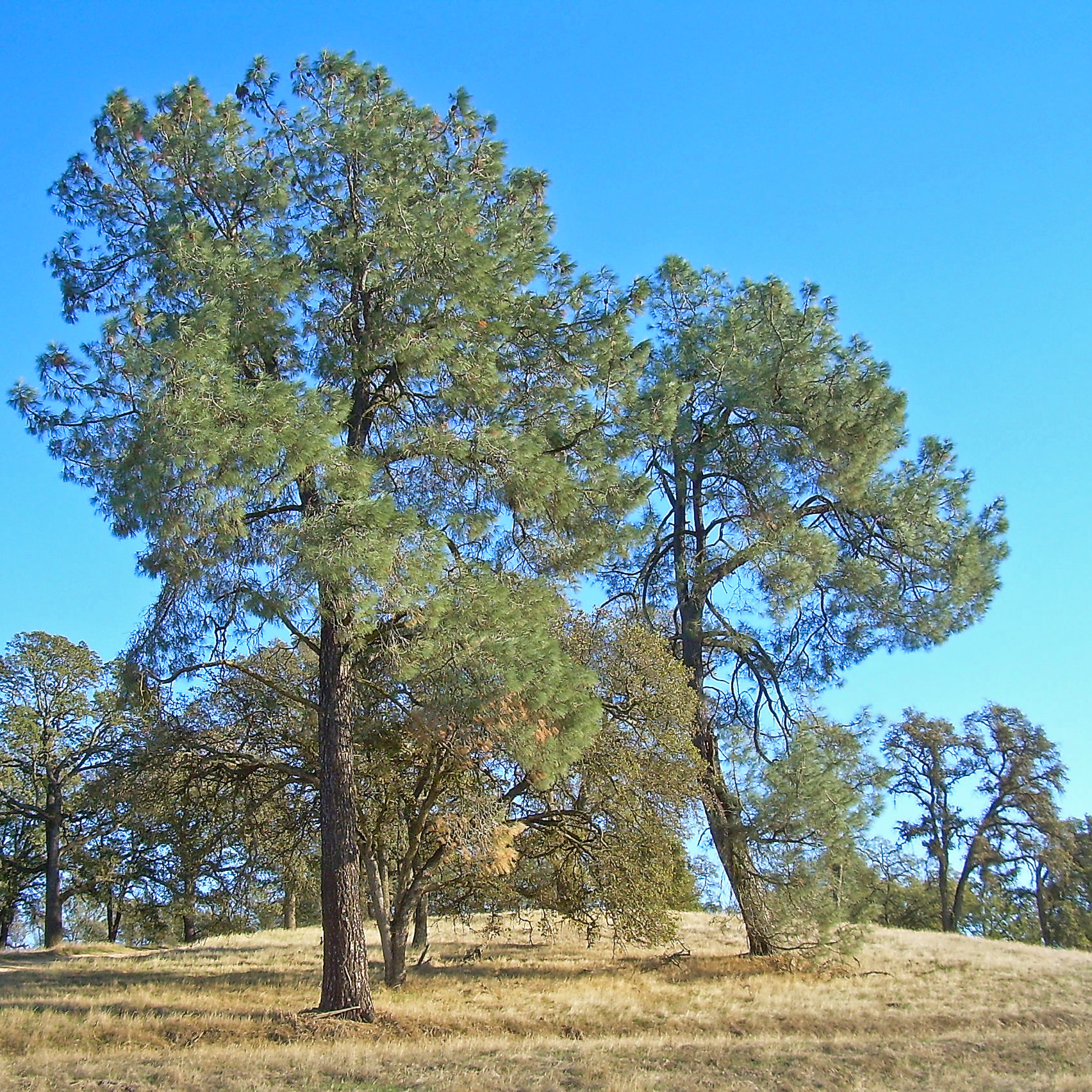 How to Identify Gray (Digger) Pines