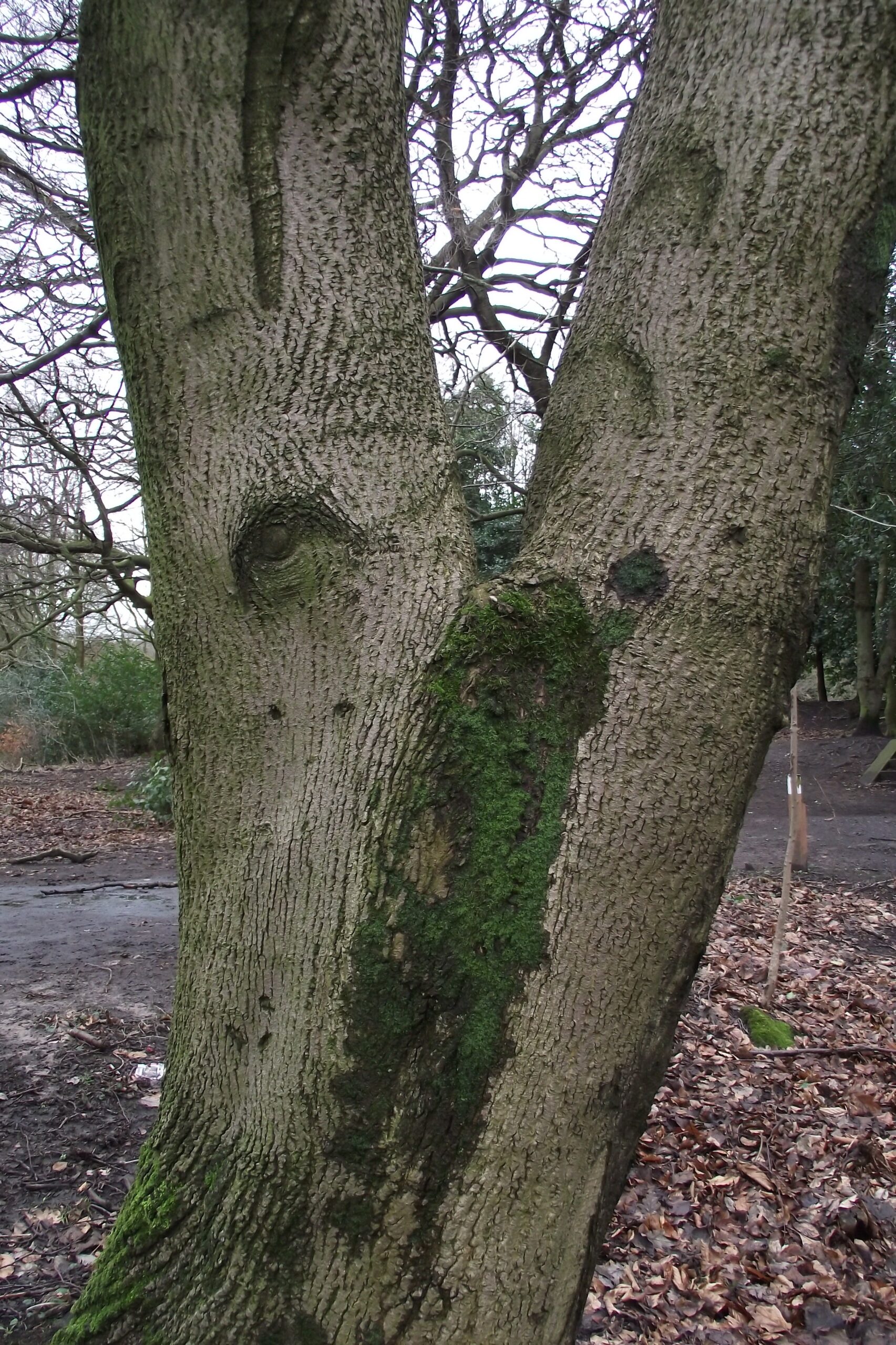 Codominant Trunks: A Hidden Tree Risk