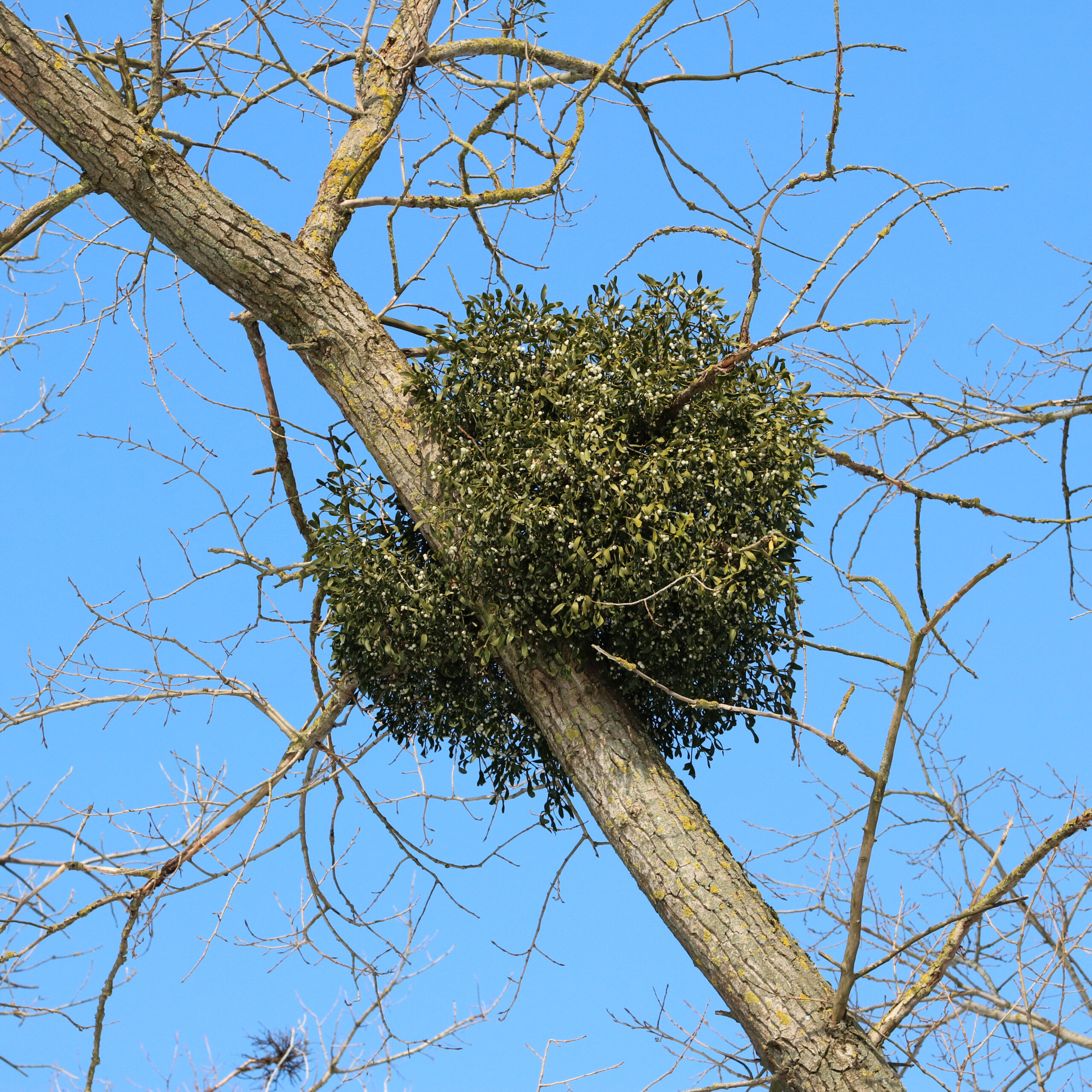 Understanding Mistletoe on Trees